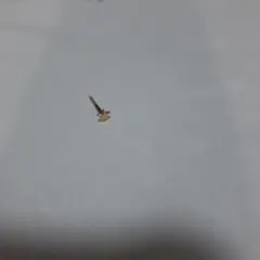 Item thumbnail for item 633415e1-7a29-486e-8729-7a90eaac71b9