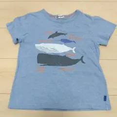 良品 ニットプランナー くじら 図鑑 Ｔシャツ 130