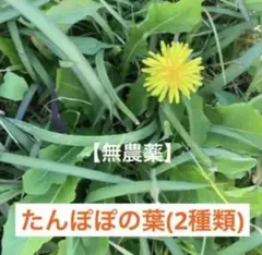 Item thumbnail for item 0a7529cc-b52d-4e33-a9a2-620d5f99ec34