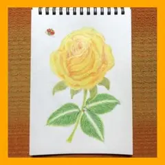 リボの絵【バラシリーズ①】鉛筆画イラスト絵画
