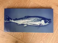 魚 写真（飾り）