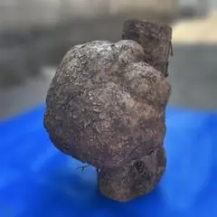 瘤　瘤杢　癌　天然