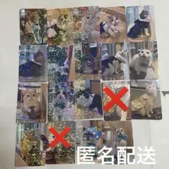 猫カフェmocha 越谷レイクタウン店 10周年 トレカ 17枚