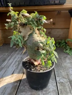 コミフォラ エミニー　Commiphora eminii 極上樹形　鉢30cm fit=scale-down,w=1200