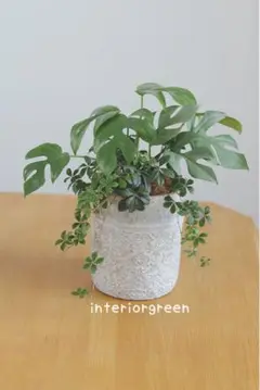 greenの贈り物☆ヒメモンステラとシュガーバインのmix✿お家時間を楽しく