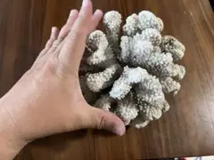 小笠原の珊瑚