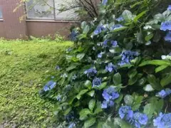 専用ページ