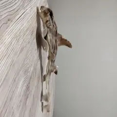 ⭐︎特選⭐︎ ライオンコガネ　標本 ライオンコガネ 標本 - メルカリ
