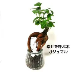 ハイドロカルチャー ガジュマル 観葉植物