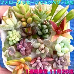 28【苗追加キャンペーン】多肉植物 カット苗 15品種【1週間限定 20日迄】