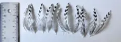ヤマセミの羽根 羽 野鳥