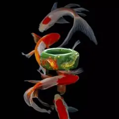 金魚 ring