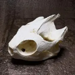 アカミミガメ 亀 頭骨 頭蓋骨 骨格標本