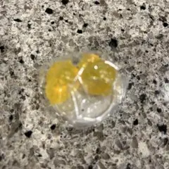 チョコサプ　ちいかわ　シークレット　1点