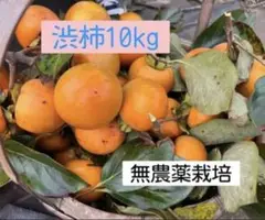 渋柿10kg T字カット済み
