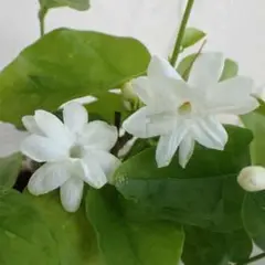アラビアジャスミン マツリカ