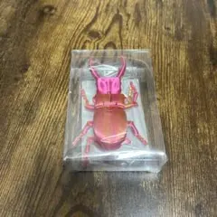 ピンク クワガタ 標未開封