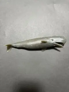 くじら&co. WHALES&co. コククジラ