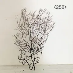 ウミウチワ〈258〉