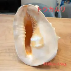 トウカムリ　貝殻　 約30cm