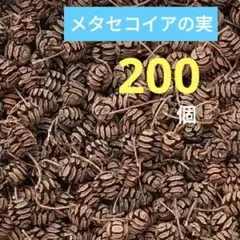 #H83 メタセコイアの実 天然素材 ドライ 木の実　200個
