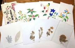 草花 便箋セット 新品未使用 美品 かわいい