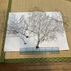 深海植物7-13