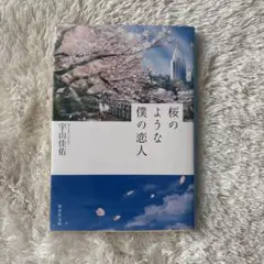 桜のような僕の恋人