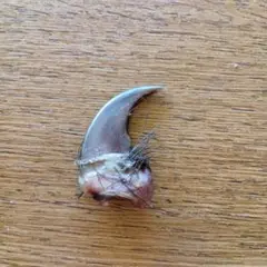 熊の爪