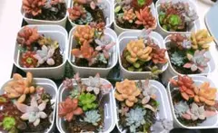 多肉植物 セダム色々 寄せ植え セット