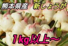 【期間限定】土付き 新生姜 1キロ以上