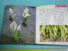 値下　豆本　ミニブック尾瀬に咲く花々　高山植物　KK福田芳文堂
