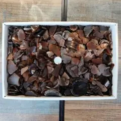 シーグラス茶色　まとめ売り　2