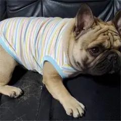 E フレンチブルドッグ　パステルタンクトップ