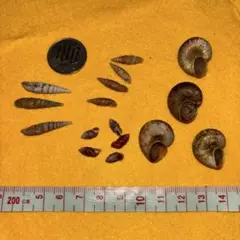 陸貝４種.貝殻.貝標本