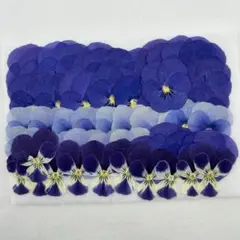 押し花♡NO395♡ビオラ50枚セット