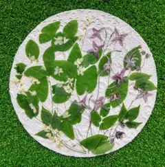 イカリソウ2種✽野草✽押し花素材✽和の風景に最適✽ふしぎな花倶楽部✽メルカリ便
