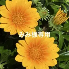 確認用