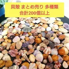 貝殻 まとめ売り 多種類(20種類以上) 合計約200個セット