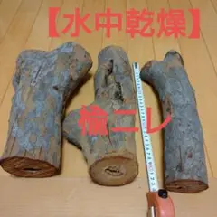 【水中乾燥】 楡ニレ 3本セット