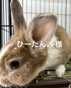 Item thumbnail for item 7840496f-c741-4f31-8d88-1146160e28e0