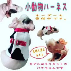 小動物ハーネスオーダー受付★コモン、ガラゴ、ミーア、モルモット、他… 小動物ハーネスオーダー受付☆コモン、ガラゴ、ミーア