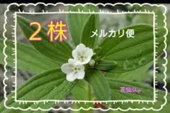 2025年最新】紫根 苗の人気アイテム - メルカリ