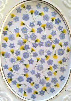 ❀押し花素材❀　メルカドニア＆忘れな草(大きめも含む)のセット