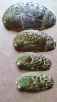 ミミガイ 4点