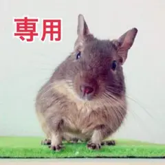 Item thumbnail for item 6ca57f02-4905-4b37-bccf-38fb82fefaf2