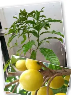 アビウ鉢植え　特大　110センチ　3-1 花芽 アビウ鉢植え 特大 110センチ 3-1 花芽