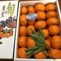 青島みかん 5キロ