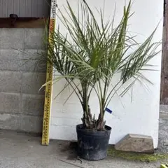 i*！様 ココスヤシ　双子　【2本立】 葉先150cm 幹回り60cm 幹高15 2025年最新】ココスヤシ 双子の人気アイテム - メルカリ