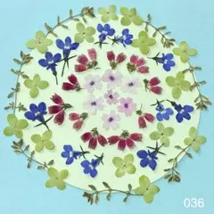 押し花 036 タイム ノリウツギ ロベリア エリカバーベナ